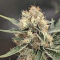 thumb of Jack Herer by WeedSeedsExpress grown by Theia